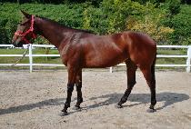 ���ο�̽� (SAEROUN ACE) ����