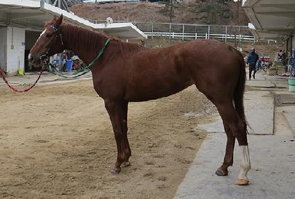 ����ȷ�Ű ����