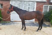 �۷ι������ (GLOBAL HERO) ����