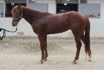 ���������ν� (PROFONDO ROSSO) ����