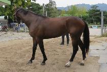 �ݹ��� (GEUMBAEKJO) ����