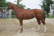 �÷��ö���Ŀ (FLASH RYKER) ����