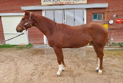 ����Ʈ�帲 ����