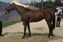 �帲ǻó (DREAM FUTURE) ����