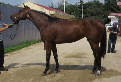 �帲ǻó ����