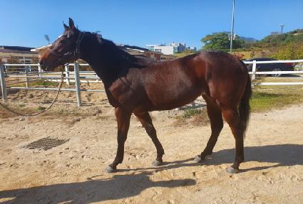 �÷������� ����