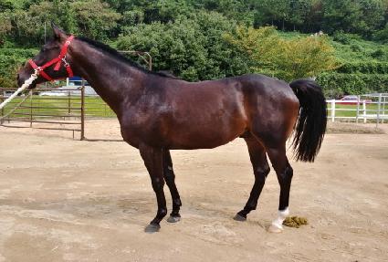 ���̾�� ����