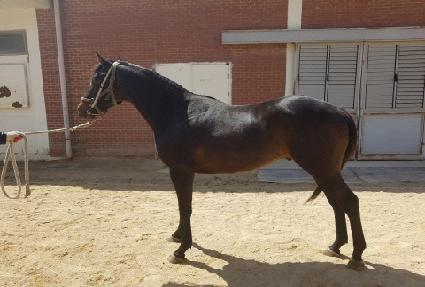 �������� ����