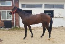 �����۴� (YES SONGDANG) ����