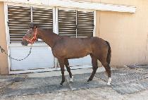 ������ (YESSA QUEEN) ����