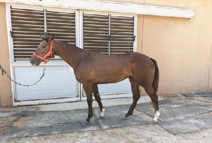 ������ ����