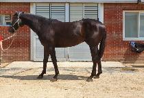 �ο�ĳ�� (ROYAL CASTLE) ����