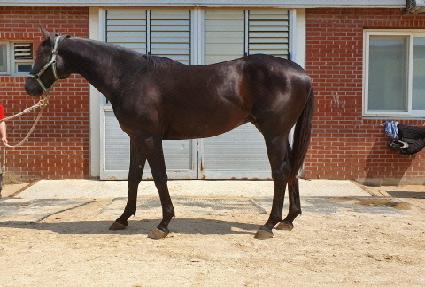 �ο�ĳ�� ����