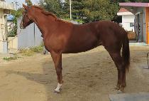 �Ķ��ĳ�� (PARAGON CASTLE) ����