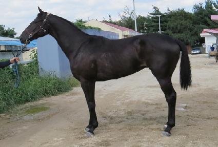 ���������� ����