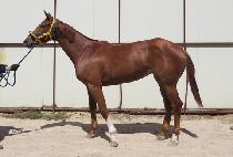 �ǿ������ξ� (P N S ROYAL) ����