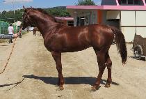 �ǿ�������� (P N S NORANG) ����