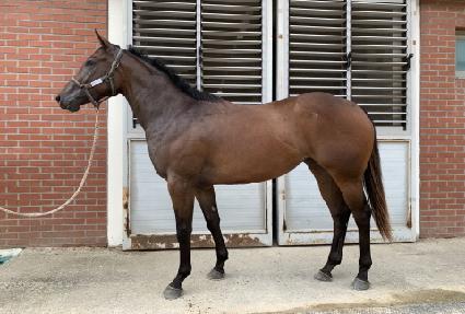 ����ε帲 ����