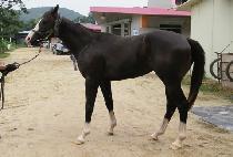 ����Ǯ��� (WONDERFUL GOLD) ����