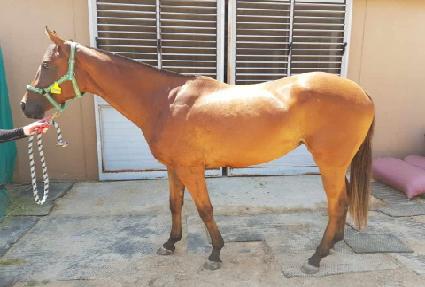 ���������� ����