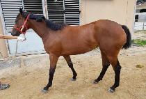 �����ũ (BLUE OAK) ����