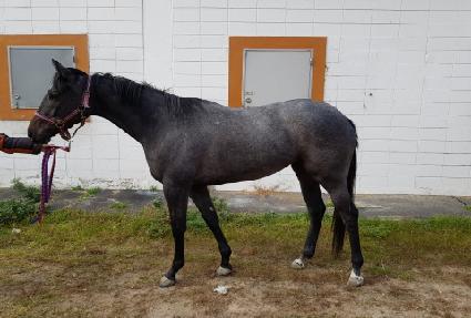 �������� ����