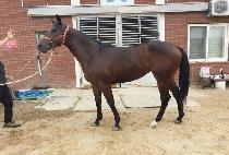 �������� (ANGEL WIND) ����