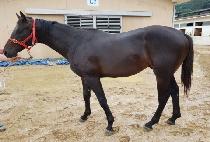 ���η����� (SEOBU LEGEND) ����