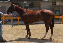 ����Ǯ���̵� (WONDERFUL JADE) ����