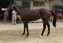 IMPERIAL SILK picture