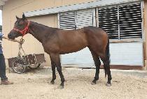 ����ç���� (TWO TWO CHALLENGER) ����