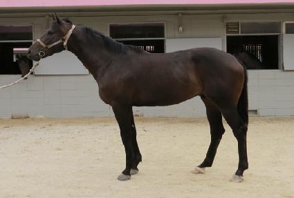 �ڸ����� ����