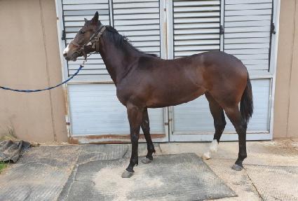 �ΰ�극�� ����