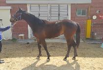 ���ڼ� (ECHO SUN) ����