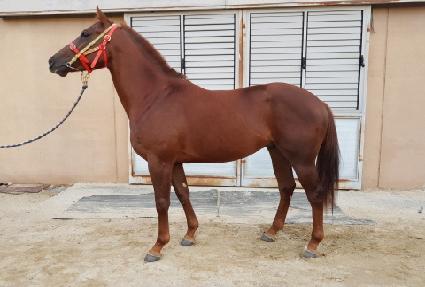 ���̳��̼� ����