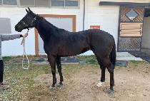 ���� (TOP QUEEN) ����