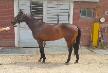 �鷰Ű (TOP LUCKY) ����