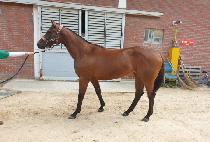 ��½�ũ (RAON CHIC) ����