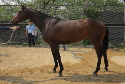 ���̾�Ʈ�� ����