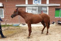 �����˴��� (K-POP DANCER) ����