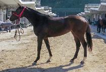 ��õ���� (GWACHEON YEOGEOL) ����