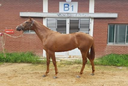 �ڸ��ƹ̼� ����