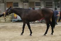 THUNDER SONIA picture