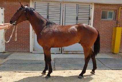 �����߾� ����