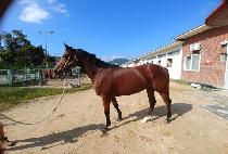 �̶�Ŭ���� (MIRACLE WIND) ����