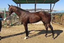 �Ʒθ� (AROMA) ����