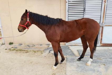 �۽�Ʈ��Į ����