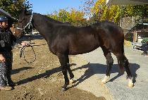 �ö��׹ٺ� (FLYING BARBIE) ����