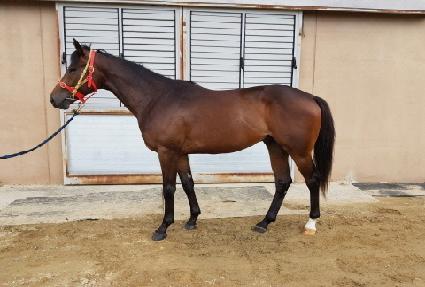 �ݾ�ī�̷ν� ����