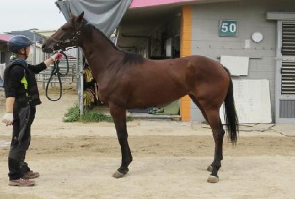 ����Ȳ�� ����